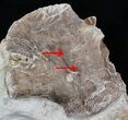 Mosasaur (Platecarpus) Vertebrae & Scapula - Shark Tooth Marks! #40422-5